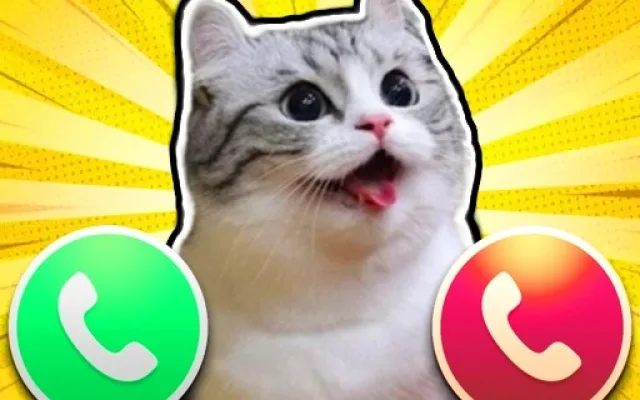 Komaru cat