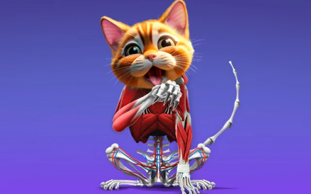 IDLE Animal Anatomy